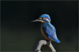 <p>LEDŇÁČEK ŘÍČNÍ (Alcedo attis) Šluknovsko - Jiříkov /Common kingfisher - Eisvogel/</p>